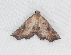 Throana pectinifer