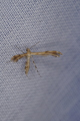 Trichoptilus ceramodes