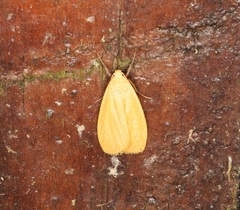 Manulea fuscodorsalis