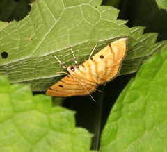 Notarcha tigrina