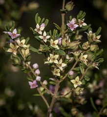Boronia glabra