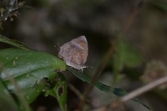Mahathala ameria
