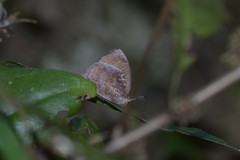 Mahathala ameria
