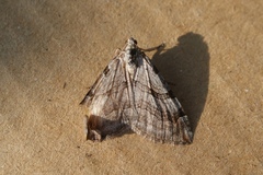 Aplocera efformata