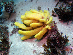 Botrylloides perspicuus
