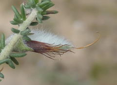 Aspalathus chortophila