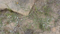 Aspalathus chortophila