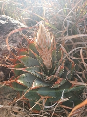 Aloe pratensis
