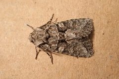 Dryobotodes monochroma