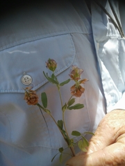 Trifolium grandiflorum