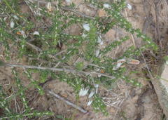 Aspalathus chortophila