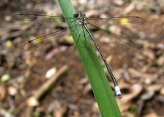 Chlorolestes tessellatus