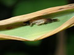Cranopygia