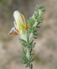 Aspalathus chortophila