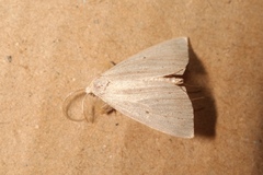 Macrochilo cribrumalis