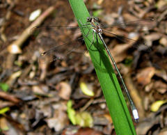 Chlorolestes tessellatus