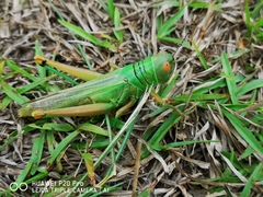 Hieroglyphus annulicornis