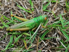 Hieroglyphus annulicornis