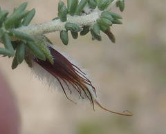 Aspalathus chortophila