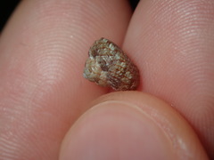 Eurytrochus strangei