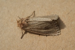 Nonagria typhae