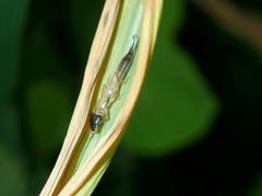 Cranopygia