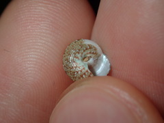 Eurytrochus strangei