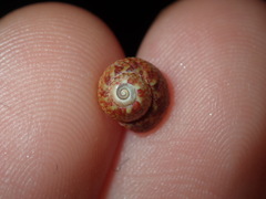 Cantharidella picturata