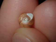 Cantharidella picturata