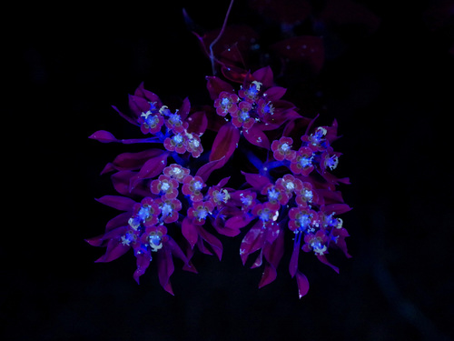snow-on-the-mountain (Euphorbia marginata)