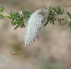 Aspalathus chortophila