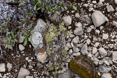 Pseudocherleria macrocarpa