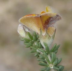 Aspalathus chortophila