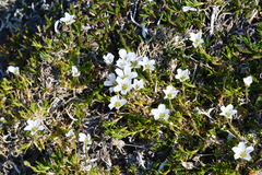 Pseudocherleria macrocarpa