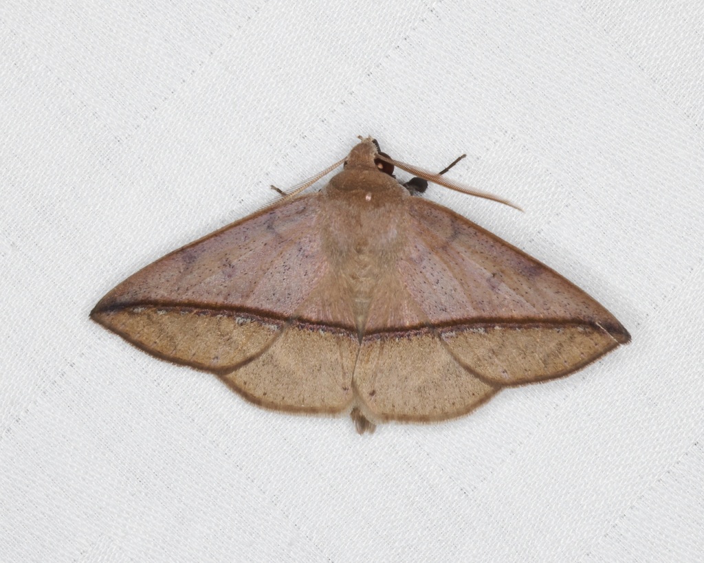 Acantholipini