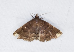 Adrapsa quadrilinealis