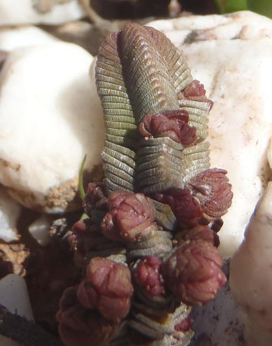 Purgosea pyramidalis Don