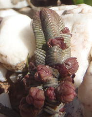 Crassula pyramidalis