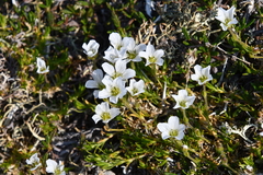 Pseudocherleria macrocarpa