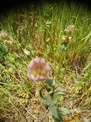 Trifolium grandiflorum