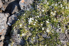 Pseudocherleria macrocarpa