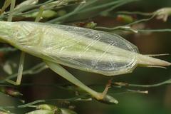Oecanthus euryelytra