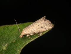 Luceria oculalis