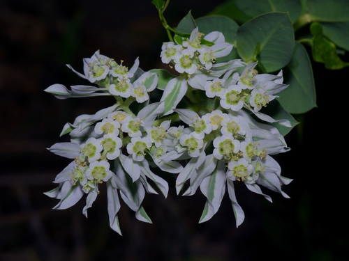 Euphorbia marginata