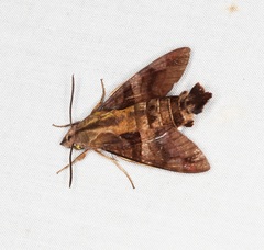 Macroglossum divergens