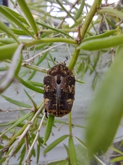 Protaetia fusca