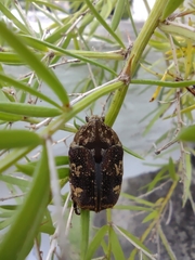 Protaetia fusca
