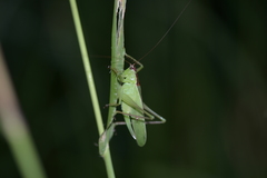 Hexacentrus unicolor