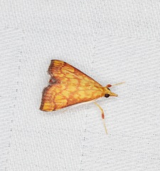 Pyrausta ignealis