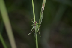 Hexacentrus unicolor